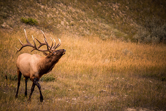 IMG_6715-Edit-Edit